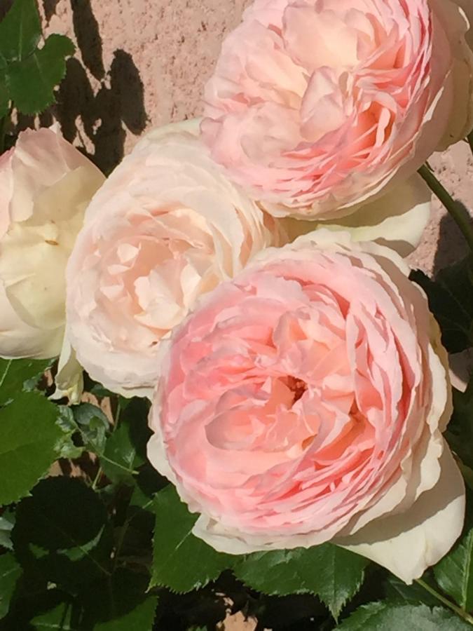 지베르니 Rose Garden Mezzanine B&B 외부 사진