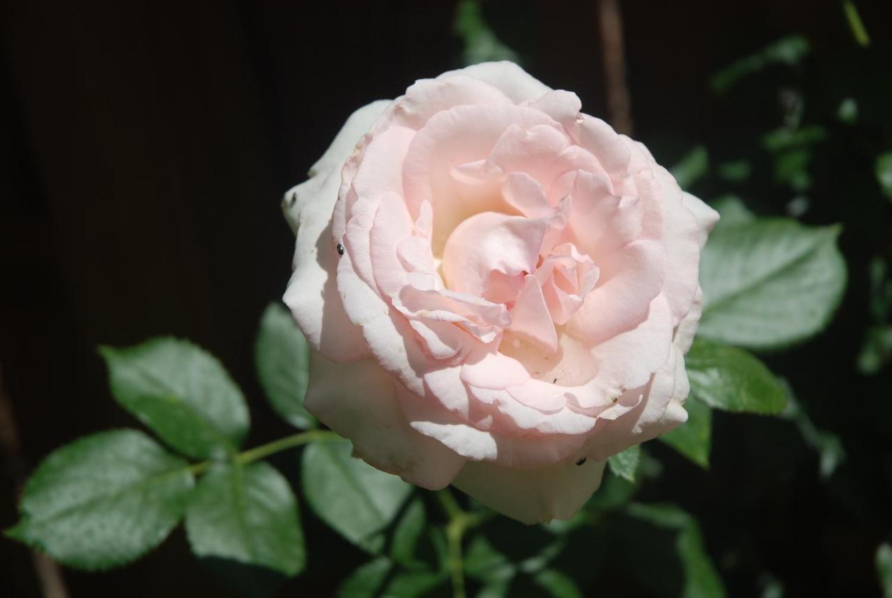 지베르니 Rose Garden Mezzanine B&B 외부 사진